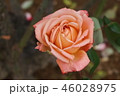 秋ばら 46028975