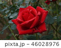 秋ばら 46028976