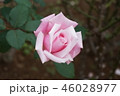 秋ばら 46028977