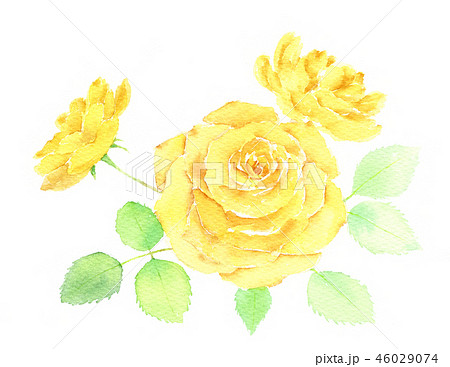 黄色いバラ 水彩画のイラスト素材