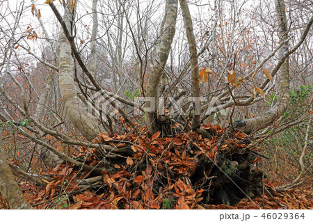 初冬のブナあがりこー真奈川 福島県只見町 初冬のブナあがりこー真奈川 福島県只見町 46029364