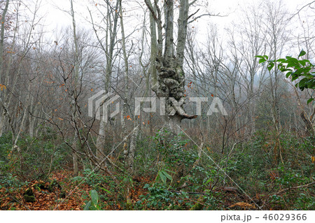 初冬のブナあがりこの森ー真奈川 福島県只見町 初冬のブナあがりこの森ー真奈川 福島県只見町 46029366