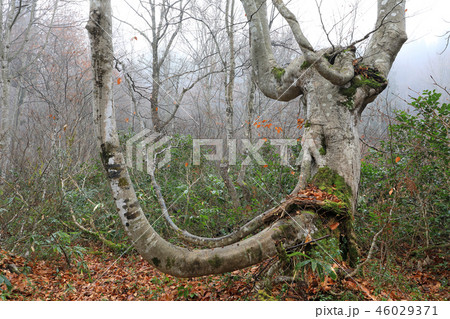 初冬のブナあがりこー真奈川 福島県只見町 初冬のブナあがりこー真奈川 福島県只見町 46029371