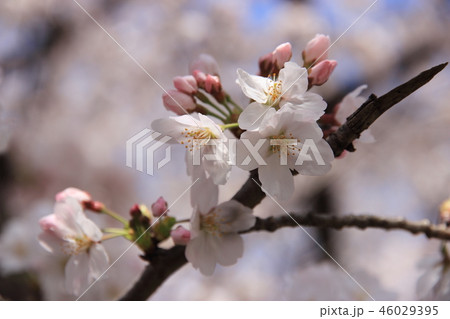 桜開花#26 46029395
