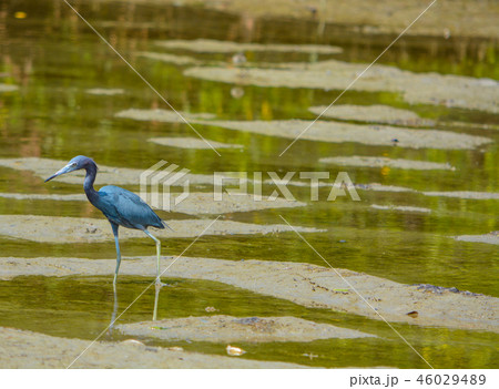 Little Blue Heron (Egretta caerulea) Lemon Bay Little Blue Heron (Egretta caerulea) Lemon Bay 46029489