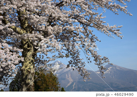 観音寺川の桜　　＃39 46029490