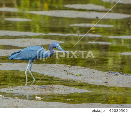 Little Blue Heron (Egretta caerulea)  Lemon Bay 46029506