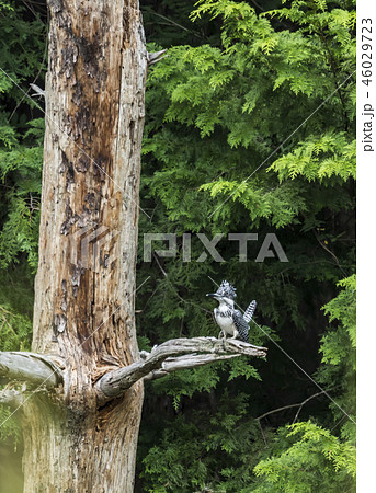 ヤマセミ 46029723