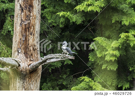 ヤマセミ ヤマセミ 46029726