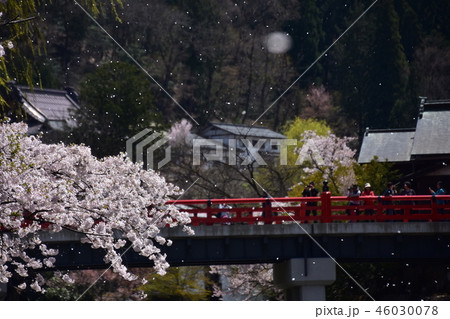 日本　岐阜県高山市　春の高山祭期間中　満開の桜と中橋と観光客　風で舞う桜の花びら　 46030078