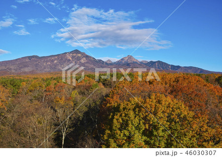 早朝の八ヶ岳　甲斐大泉からの紅葉の森越しの八ヶ岳 46030307