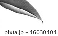 葉 木の葉 モノクロ 46030404