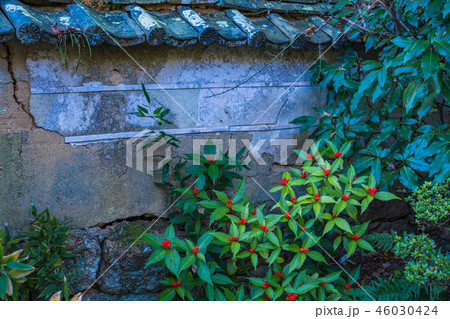 (静岡県)龍潭寺(りょうたんじ) 境内 紅葉 (静岡県)龍潭寺(りょうたんじ) 境内 紅葉 46030424