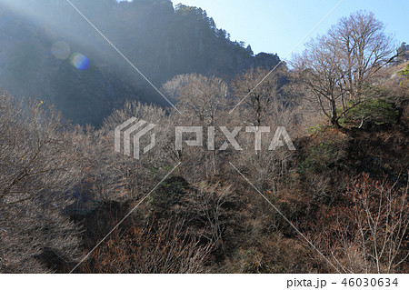 朝日差す初冬の尾根の樹林ー田子倉休憩所 福島県只見町 朝日差す初冬の尾根の樹林ー田子倉休憩所 福島県只見町 46030634