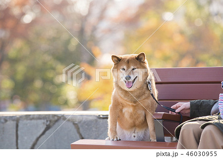 秋の公園のベンチで休憩する柴犬 46030955