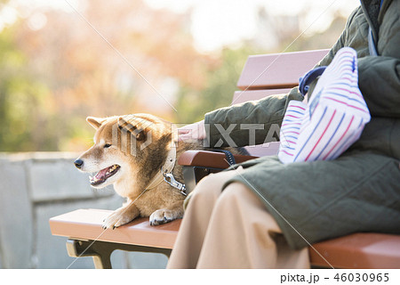 秋の公園のベンチで休憩する柴犬 46030965