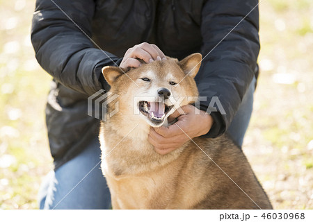 飼い主の男性に撫でられる柴犬の写真素材