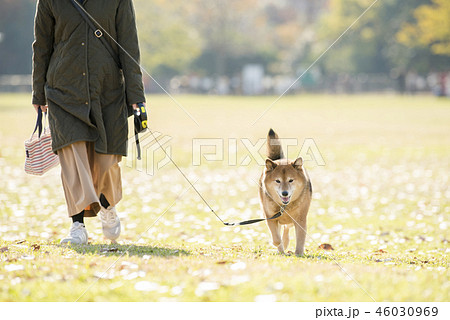 秋の公園を散歩する飼い主と柴犬 46030969