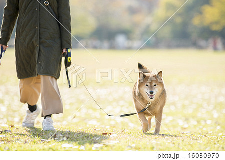 秋の公園を散歩する飼い主と柴犬の写真素材