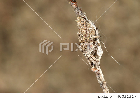 生き物　蜘蛛　ゴミグモ、メスです。集めたごみに紛れていますが横から見ると存在がわかる？ 46031317