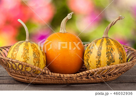 Orange and striped decorative pumpkins on a wooden table in wicker basket with blurred garde Orange and striped decorative pumpkins on a wooden table in wicker basket with blurred garde 46032936