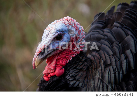 turkey graze close up in the village 46033241