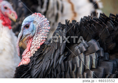 turkey graze close up in the village turkey graze close up in the village 46033552