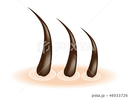 毛根の断面図A（背景透過） 46033726