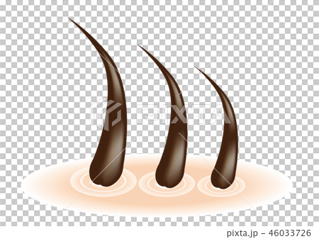 毛根の断面図A（背景透過） 46033726