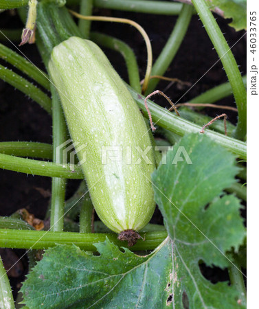 squash growing on a bush in the garden squash growing on a bush in the garden 46033765