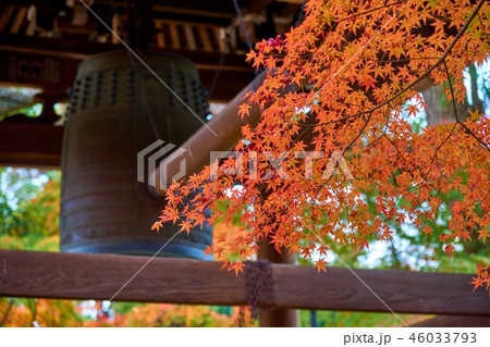 千葉県　松戸市　東漸寺の紅葉 46033793