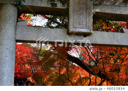秋の秋月　紅葉に赤く染まる秋月城跡周辺の景観 46033834
