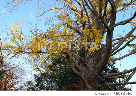 イチョウ 46033960