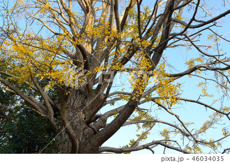 イチョウ 46034035