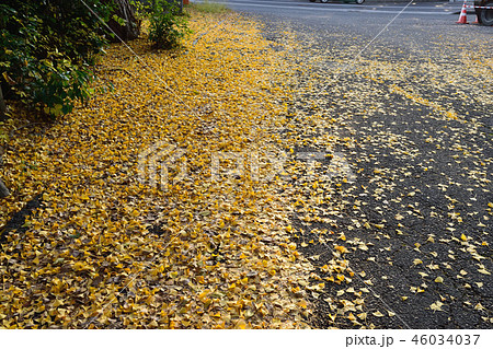 イチョウ 46034037