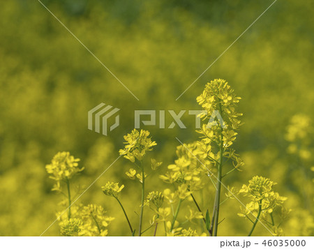 菜の花 菜の花 46035000