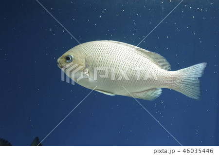 メジナ 若魚 メジナ 若魚 46035446