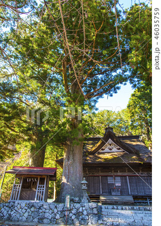 精進諏訪神社大杉 46035759