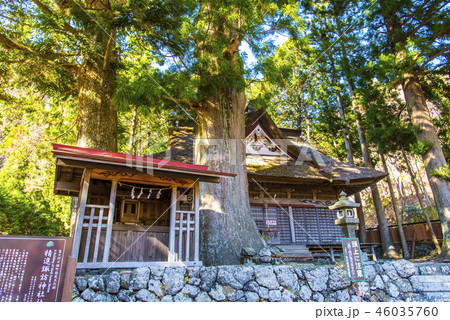 精進諏訪神社大杉 46035760