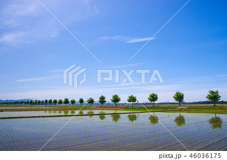 田植え時期の銀杏並木 46036175