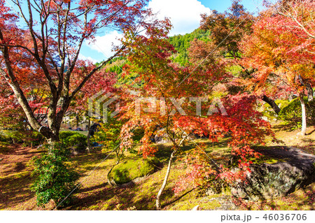 渓石園の紅葉　【大分県中津市耶馬渓】 46036706