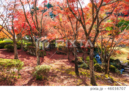 渓石園の紅葉 【大分県中津市耶馬渓】 渓石園の紅葉 【大分県中津市耶馬渓】 46036707