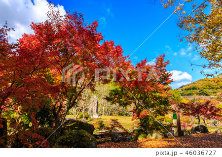 渓石園の紅葉　【大分県中津市耶馬渓】 46036727