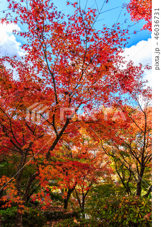 渓石園の紅葉　【大分県中津市耶馬渓】 46036731