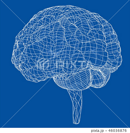 3D outline brain 46036876