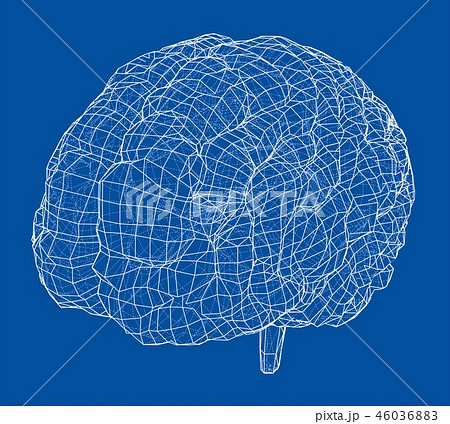 3D outline brain 46036883