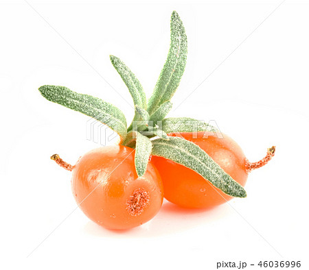 Sea buckthorn. Fresh ripe berry with leaves isolated on white background macro Sea buckthorn. Fresh ripe berry with leaves isolated on white background macro 46036996