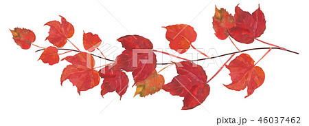 ナツヅタ　紅葉 46037462