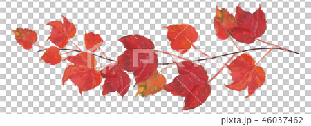 Natsu green leaves Natsu green leaves 46037462