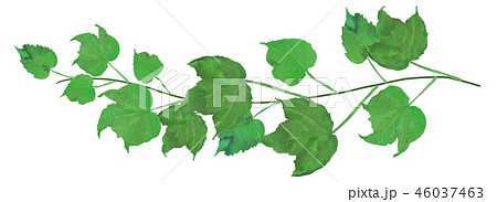 夏蔦 みどりのイラスト素材 [46037463] - PIXTA